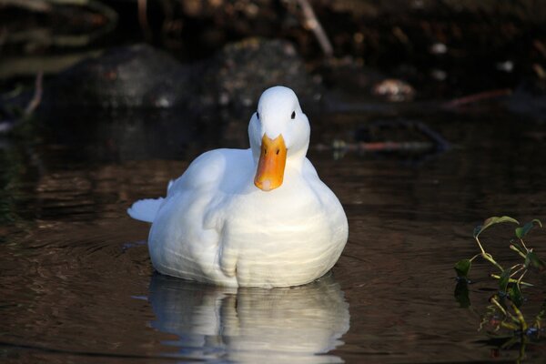 Ein Wasservogel, der als Ente bezeichnet wird