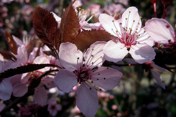 Blühende Kirschzweige im Frühling