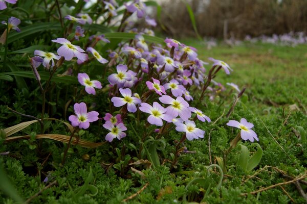 青苔间的紫色花在空地上