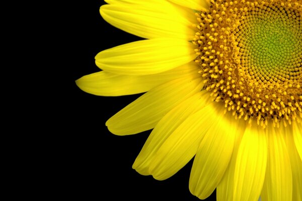 Macro photography of a yellow flower on a black background