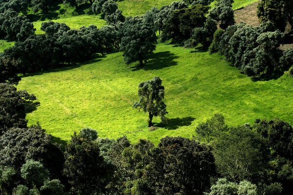 Trees on a background of green grass