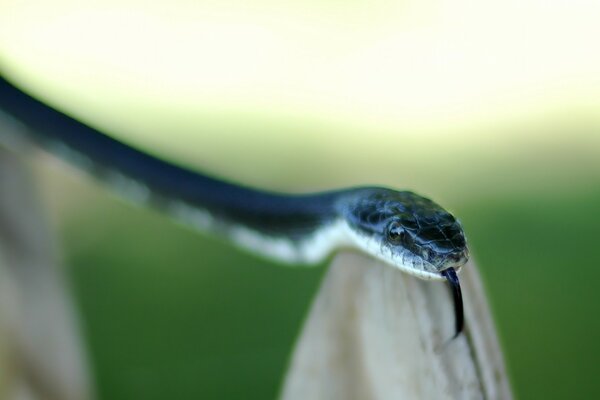 Snakes outdoors and in nature