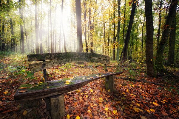 Hölzerne alte Bank im Herbstwald