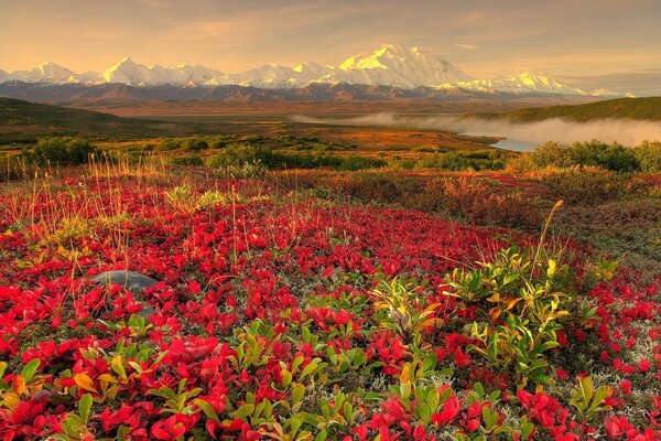 Campo de flores vermelhas sobre os Alpes