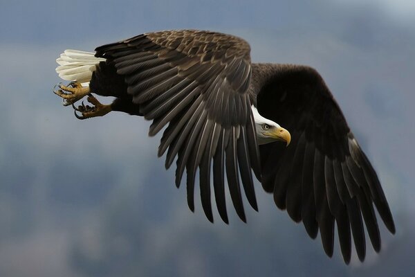 Aquila calva che galleggia nell aria