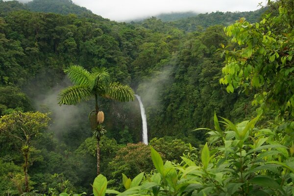 Cascade au milieu de la forêt tropicale