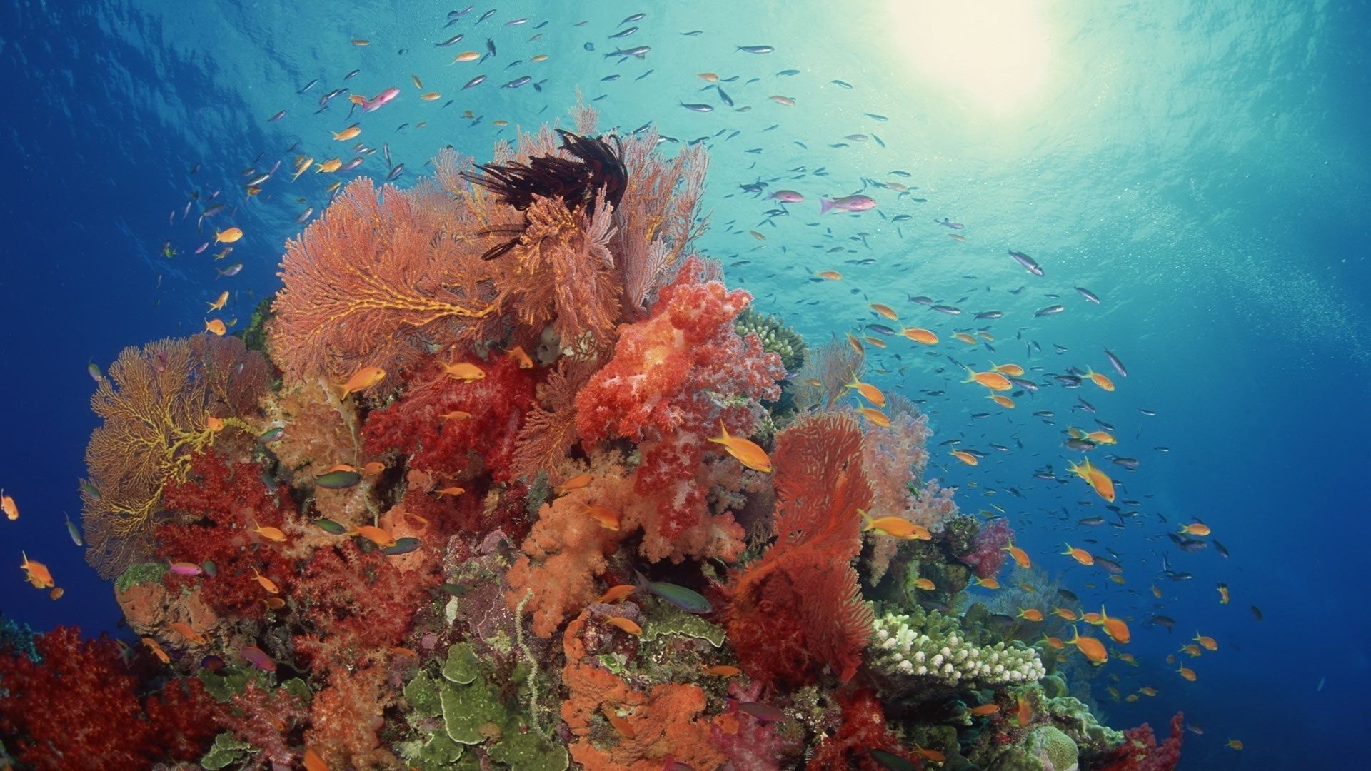 mer et océan sous-marin poissons corail récif océan eau mer plongée sous-marine paysage plongée écosystème tropical marine snorkeling sous-marin sanbim aquatique plongeur eau salée