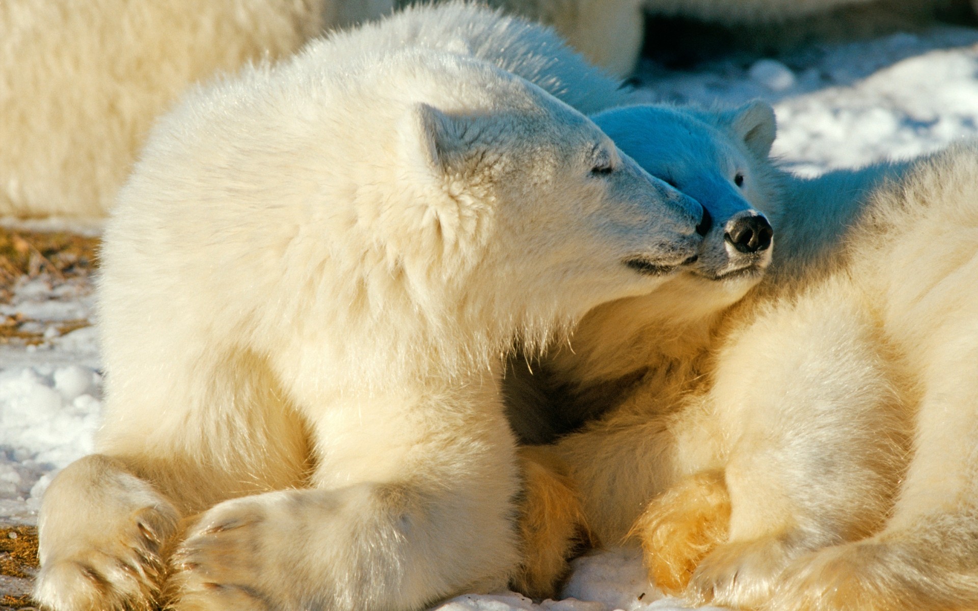 animales frosty vida silvestre mamífero naturaleza zoológico animal piel lindo retrato invierno salvaje nieve oso