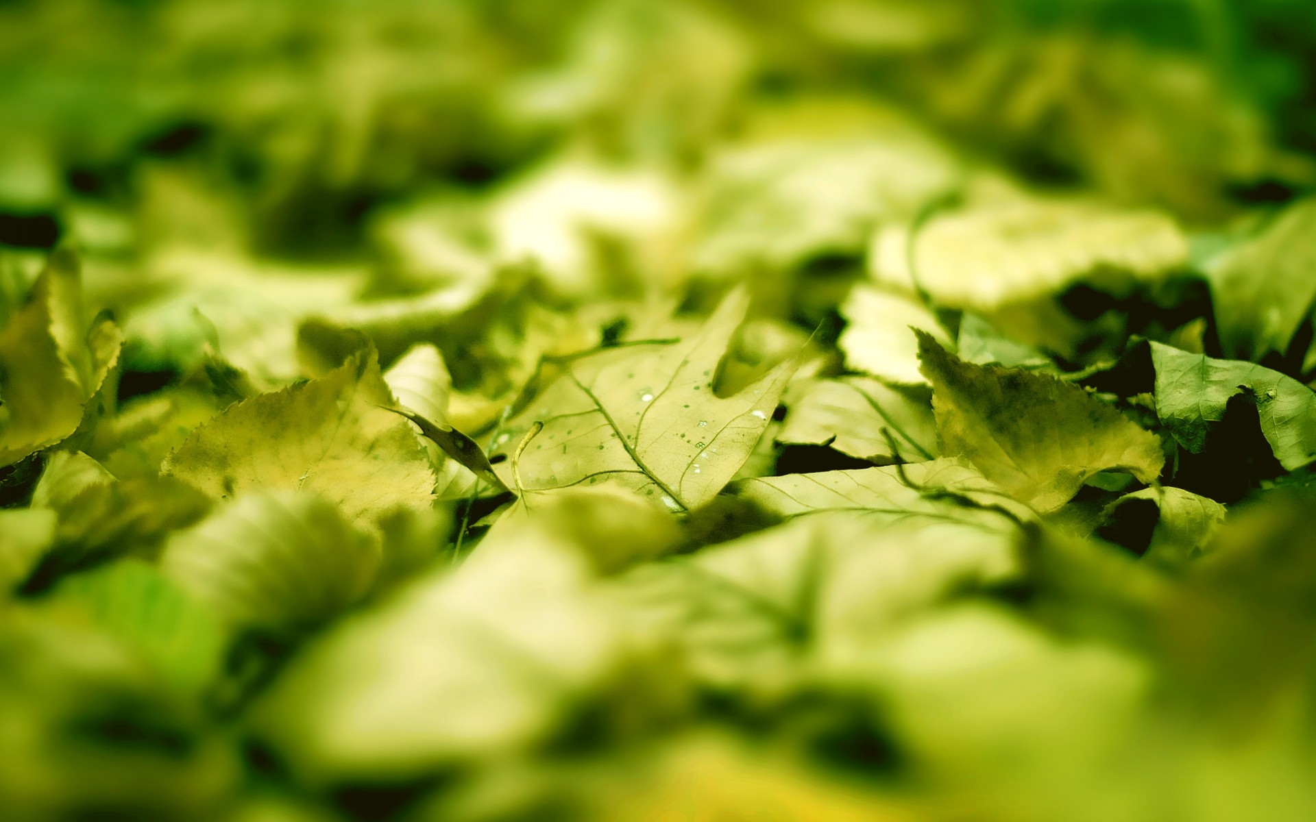 herbst blatt essen gemüse natur flora frische garten gesund kräuter blätter