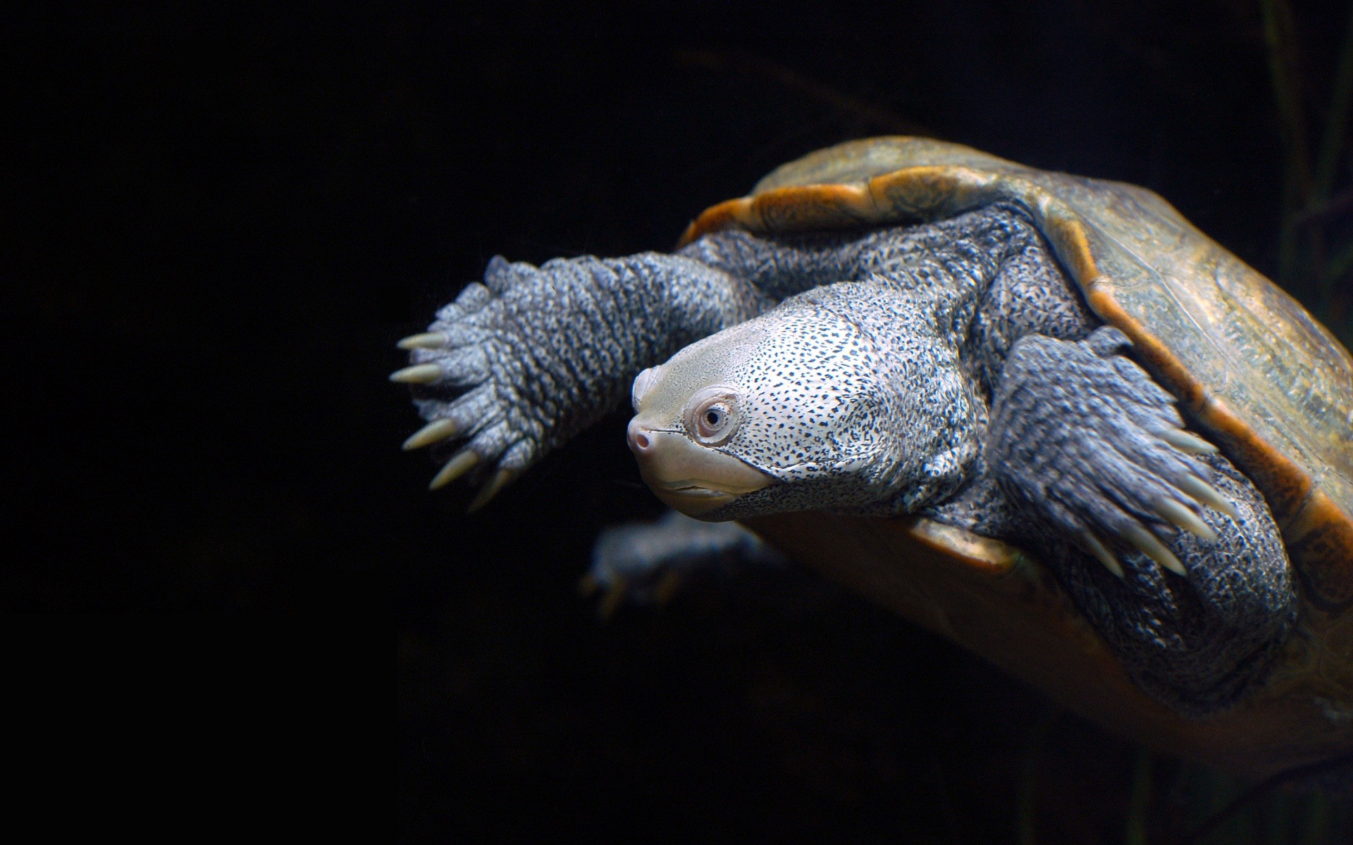 répteis e rãs réptil vida selvagem subaquático tartaruga anfíbio sozinho natação aquário água peixes animal de estimação natureza