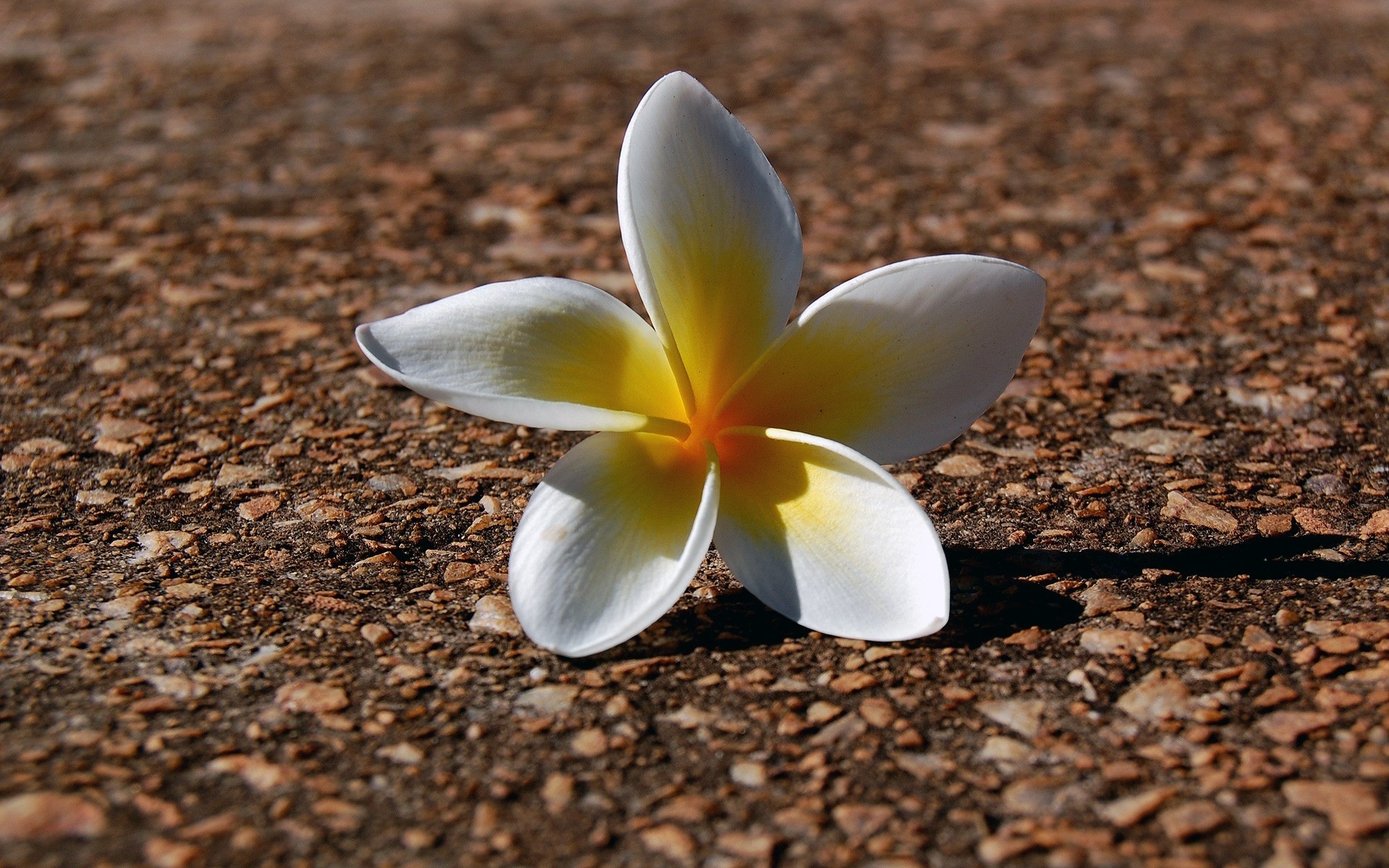 fleurs nature fleur tropical exotique flore été bureau