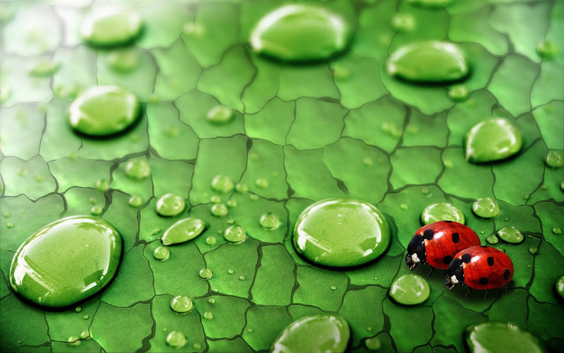 insects flora leaf desktop close-up nature color texture drop rain drops water