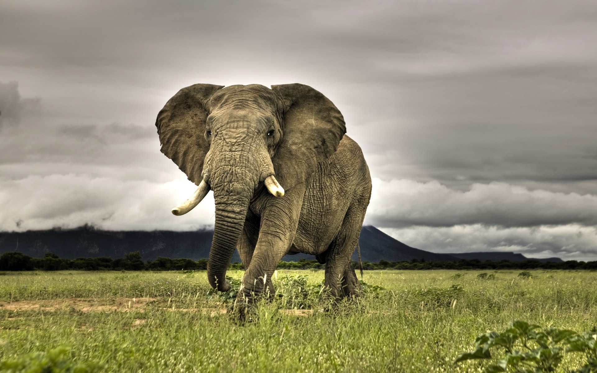 animals elephant wildlife mammal animal nature grass safari wild african elephant grassland outdoors