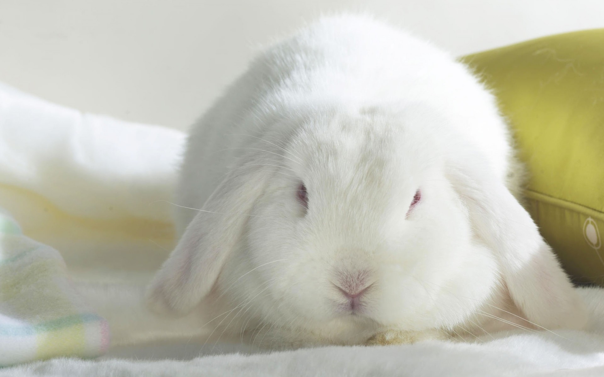 animales abajo conejo lindo piel mamífero conejito bebé pequeño retrato mascota animal pascua sueño solo