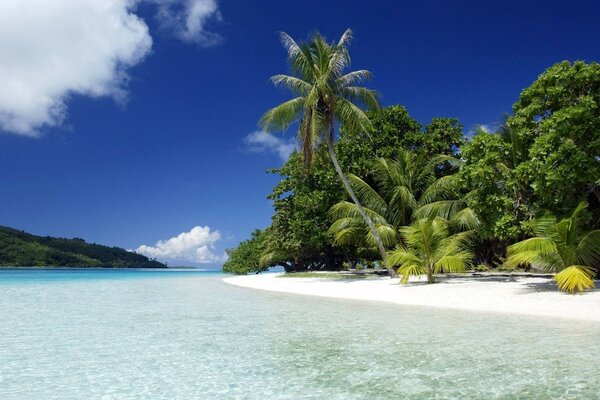 Cote d Azur. Sand and sea. Palm trees