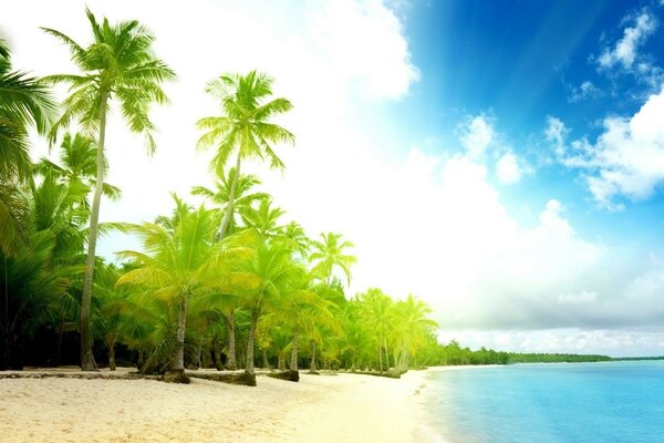 Bosque tropical frente al mar