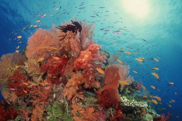 Underwater world and its dynamic life