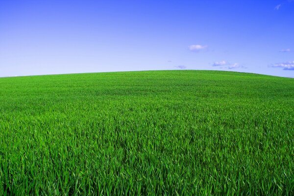 Horizon line - grass and sky