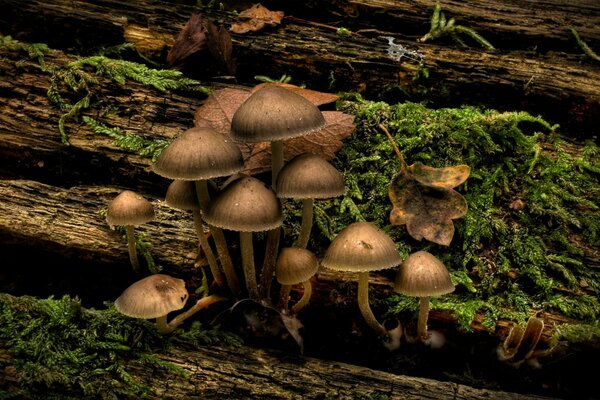 Wachsende Pilze auf einem mit Moos bedeckten Baum, der liegt