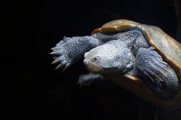 Underwater turtle in the wild