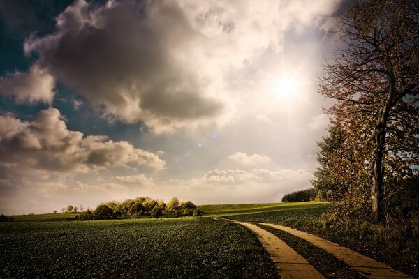 A tree is a road going into the distance