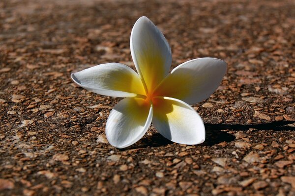 Makro exotische weiße Blume