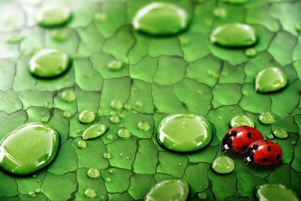 Two ladybugs on a leaf with dew