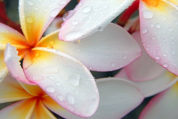 Delicadas flores de Frangipani. La indescriptible ternura del color