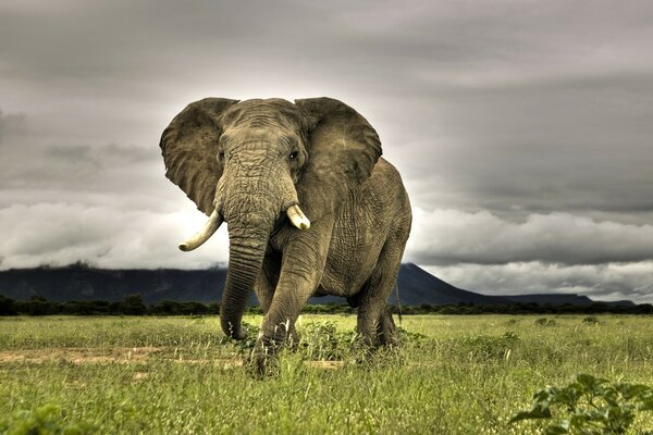 Riesiger Elefant vor dem Hintergrund eines Gewitterhimmels