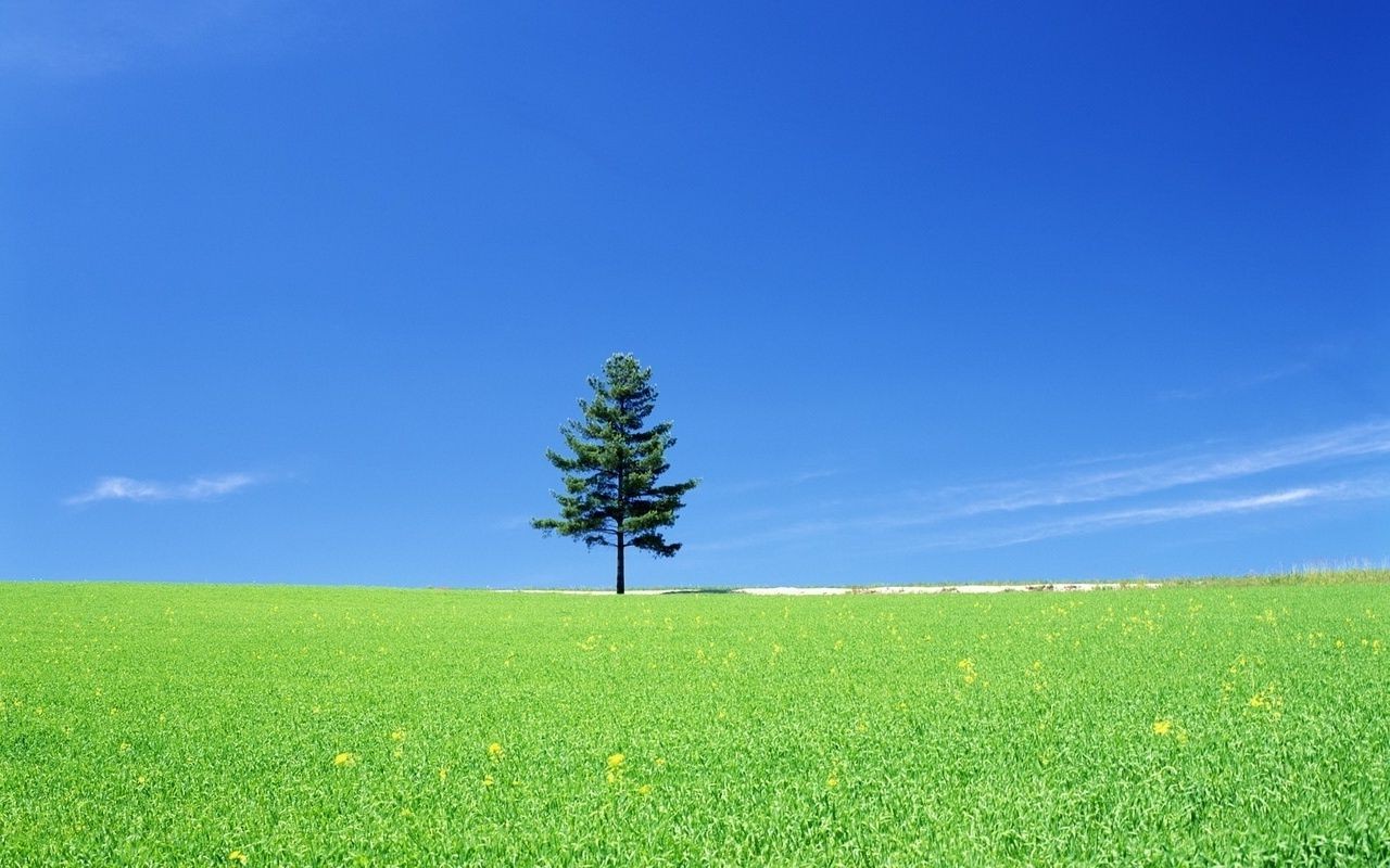 sommer gras des ländlichen natur wachstum feld landschaft sonne gutes wetter im freien landschaft himmel heuhaufen weide idylle boden hell üppig