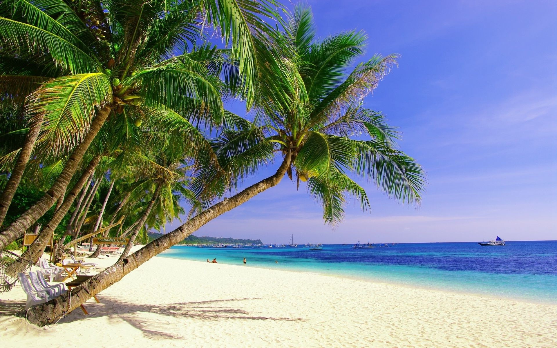 Beach tree. Море пляж пальмы. Тропический пляж. Красивый пляж. Пальмы на берегу моря.