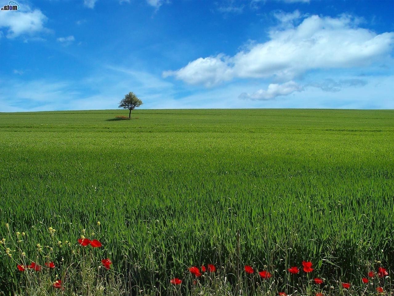 estate rurale campo campagna fattoria agricoltura pascolo fieno natura erba paesaggio bel tempo crescita grano all aperto idillio sole terreno agricolo orizzonte