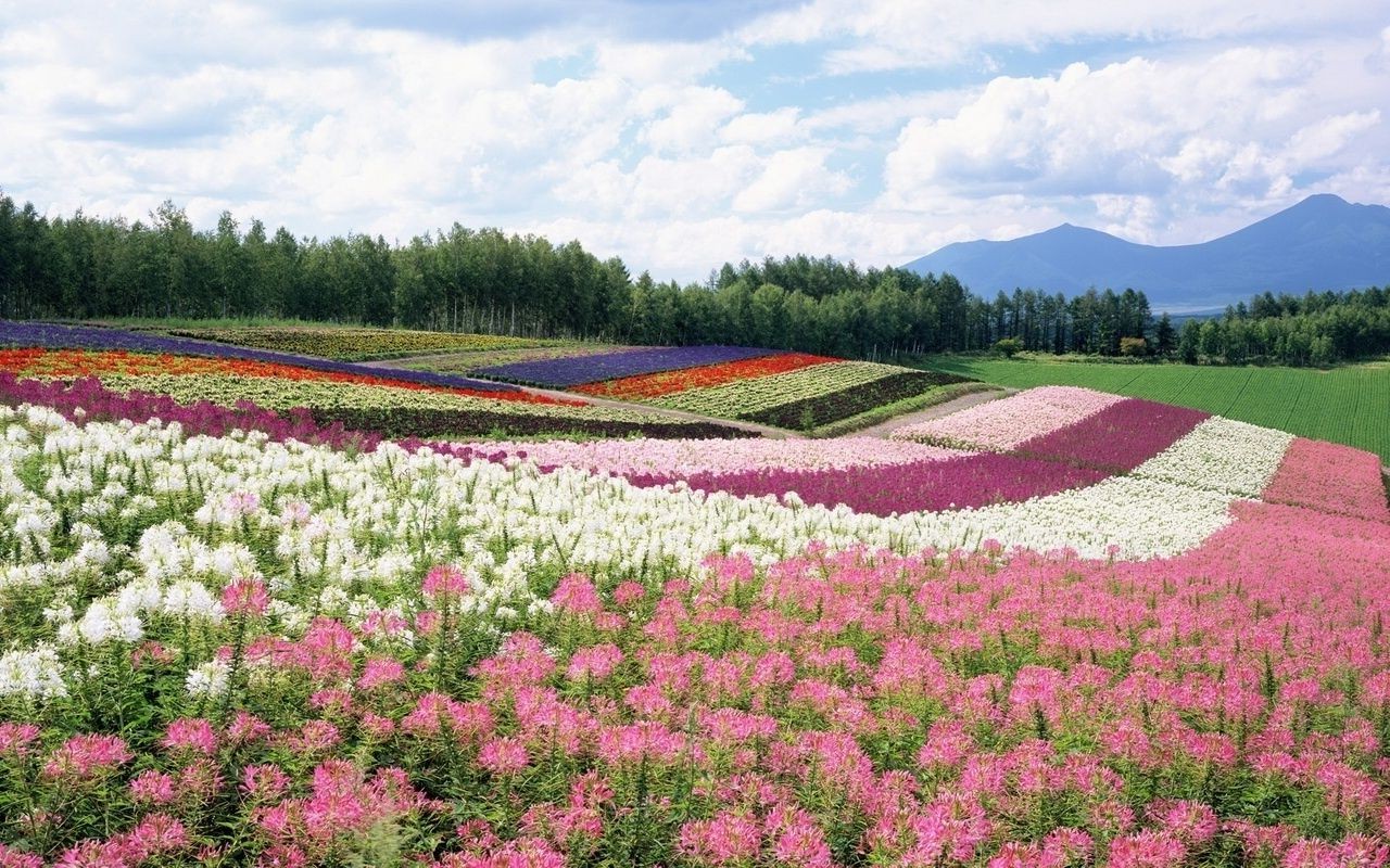 summer flower landscape field outdoors nature agriculture hayfield flora rural color grass blooming