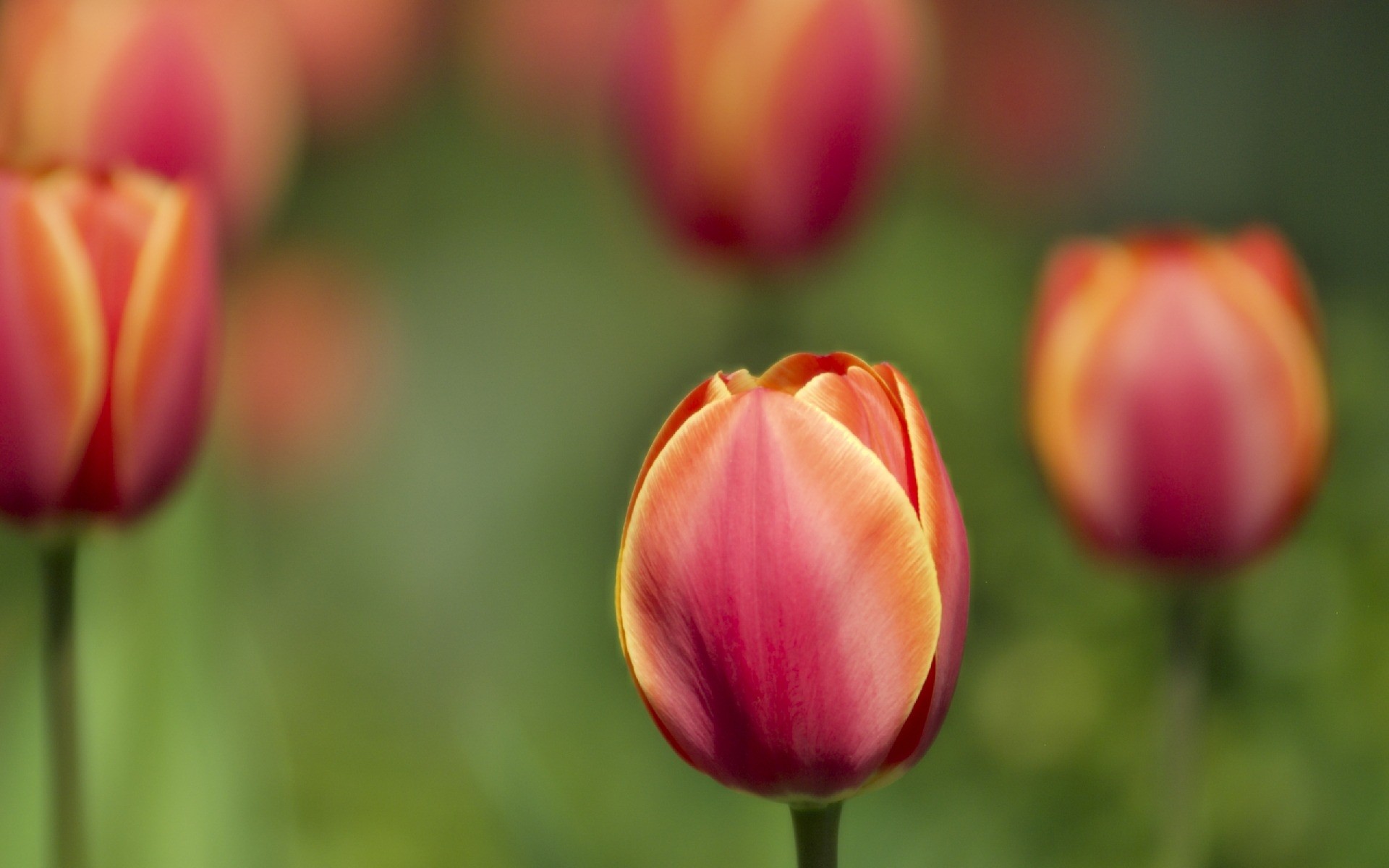 природа цветы тюльпаны крупный план загрузить