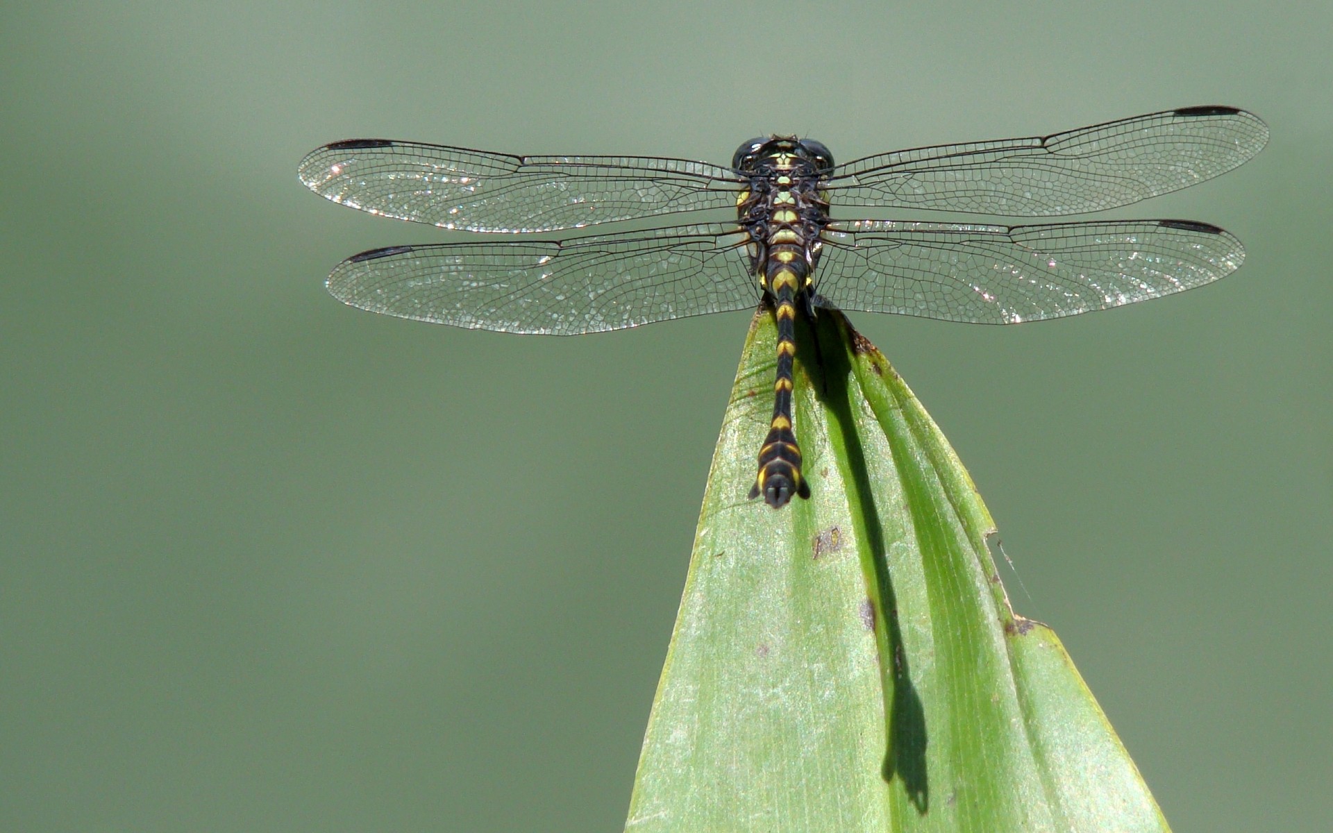 insects dragonfly insect damselfly nature wildlife animal odonata fly leaf wing outdoors invertebrate dragon garden summer