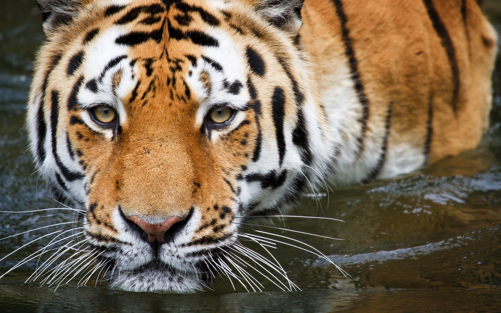 zwierzęta tygrys dzika przyroda kot ssak drapieżnik zoo zwierzę mięsożerca pas patrząc agresja duża dżungla zły myśliwy dziki głowa safari futro tygrysica