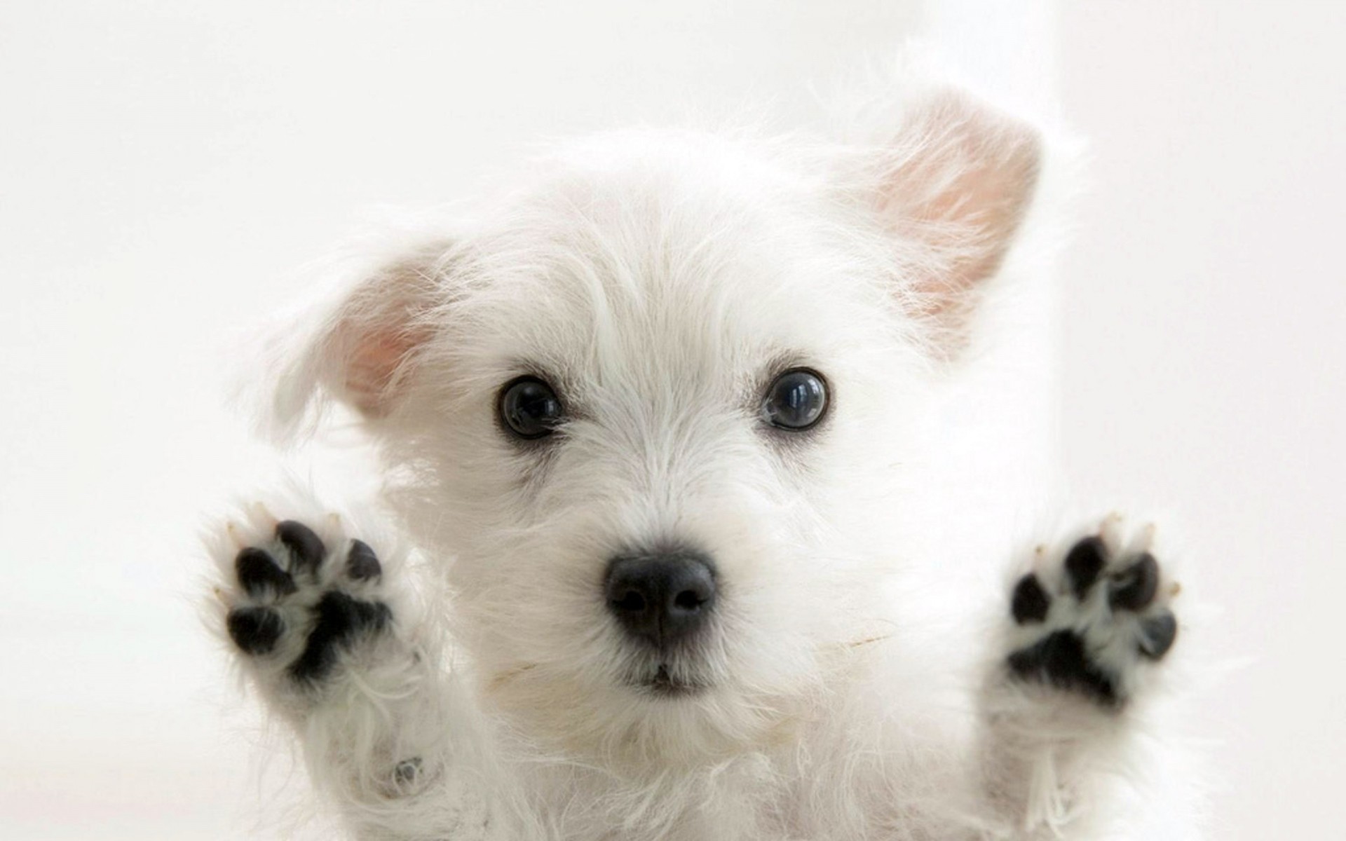 chien chien mignon animal animal mammifère portrait petit chiot cynologue fourrure adorable studio domestique vers le bas chien blanc