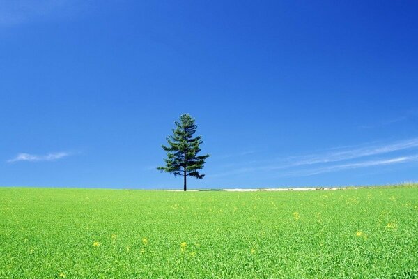 Un árbol solitario en vastas extensiones