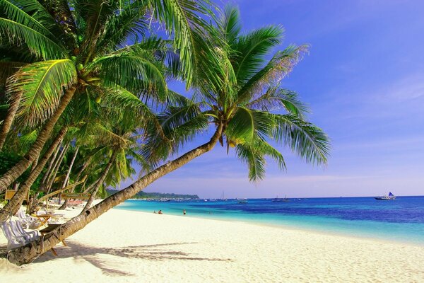 A tilted palm tree against the background of a sandy beach