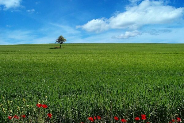 Sommer auf dem Land