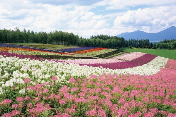 Paisagem de arco-íris no campo de Verão