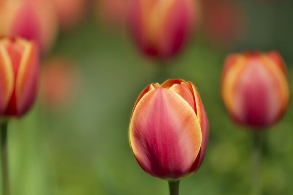 Tulpe. Lebendige Blumen als Symbol der Schönheit