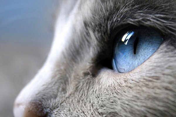 Blue eye of a gray cat