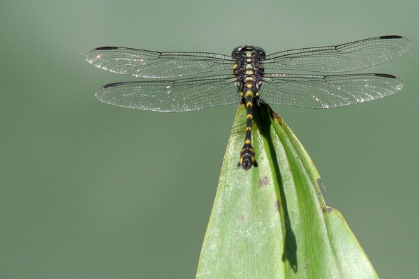 A dragonfly rests on the edge of a leaf