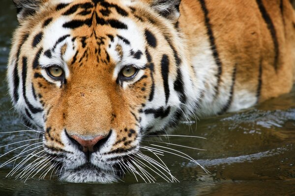 Wildlife tiger in the water