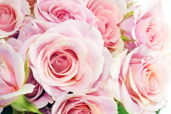 Pink flowers and green leaves