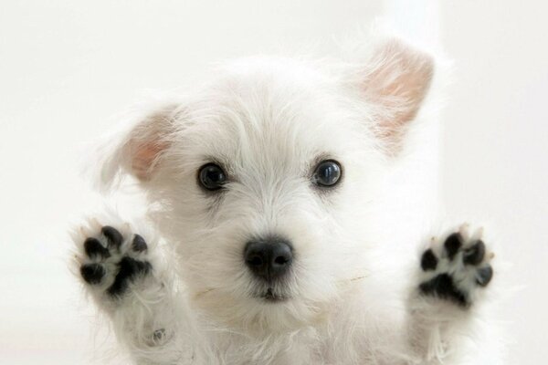 Filhote de cachorro branco com patas pretas