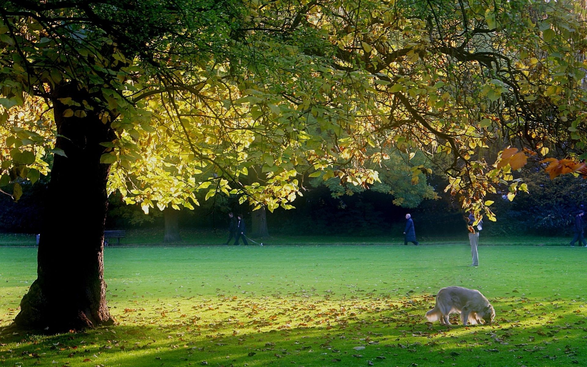 verano árbol hoja otoño paisaje naturaleza madera parque amanecer al aire libre hierba sol buen tiempo