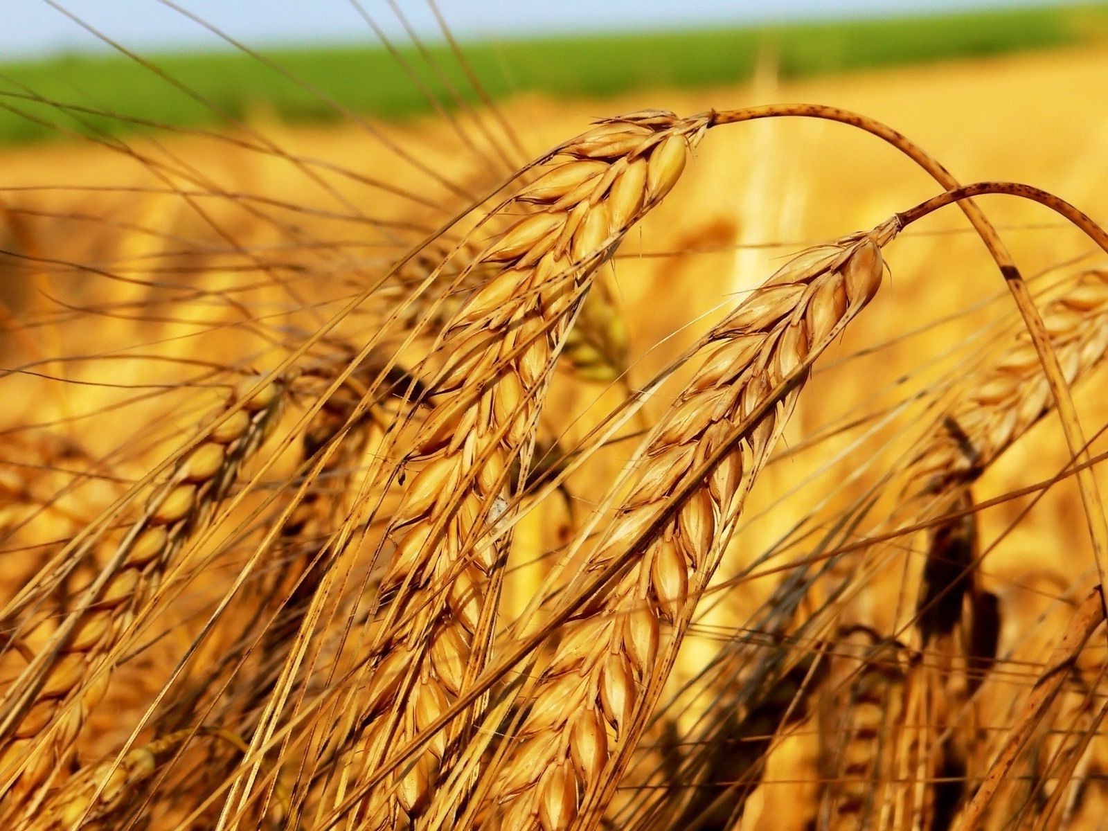 summer wheat cereal straw bread gold rye corn pasture crop seed barley rural spike farm dry flour field hay meat