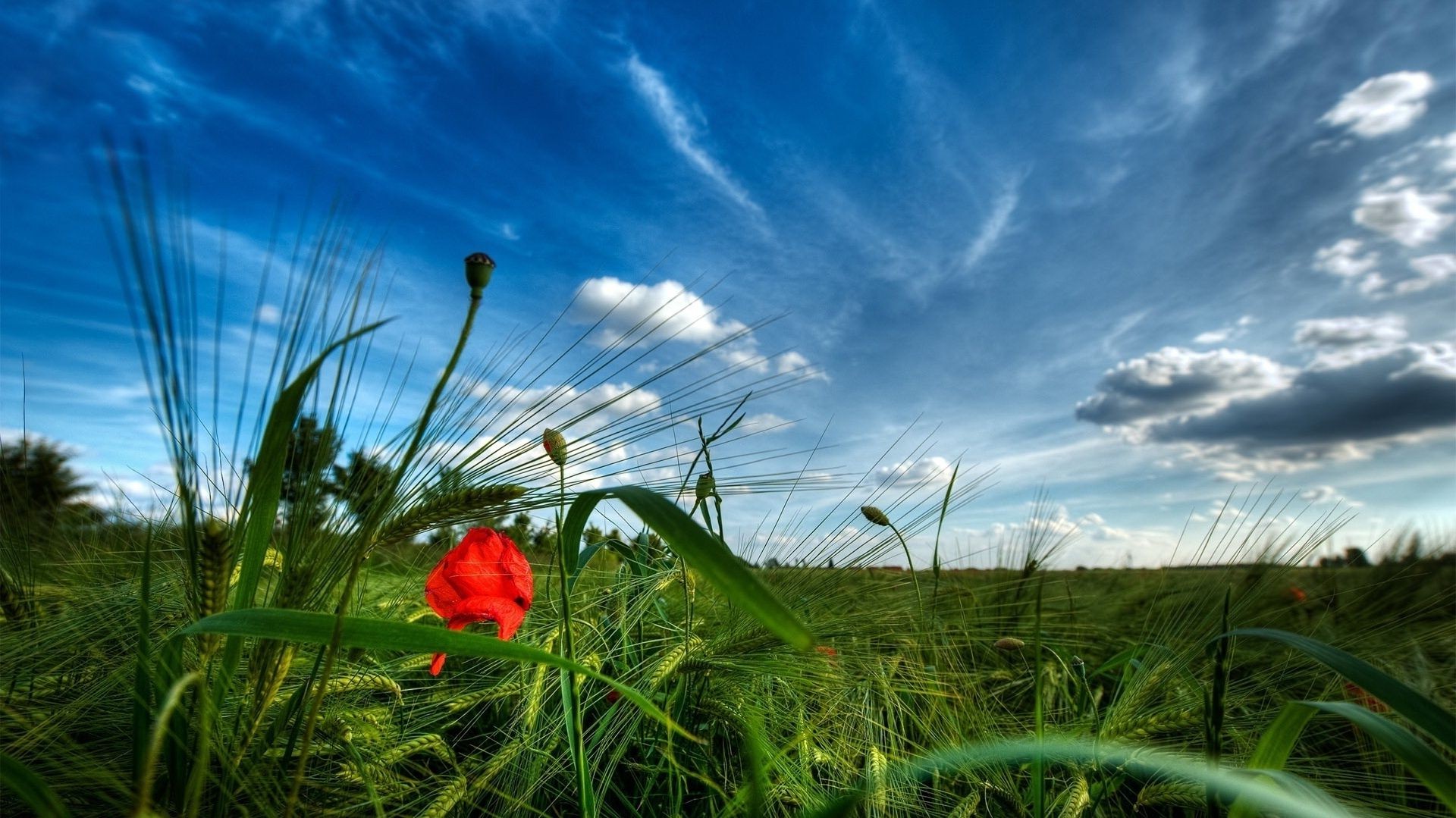 lato trawa pole sianokosy natura niebo krajobraz słońce wiejski kwiat flora gospodarstwo dobra pogoda wieś chmura rolnictwo na zewnątrz wzrost pastwisko